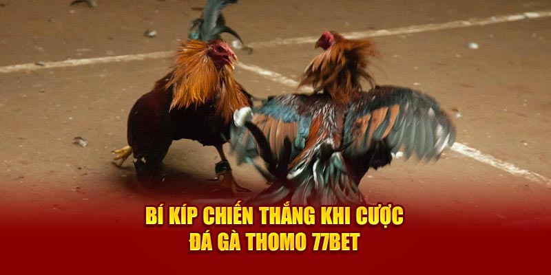 Bí kíp chiến thắng khi cược đá gà thomo 77Bet