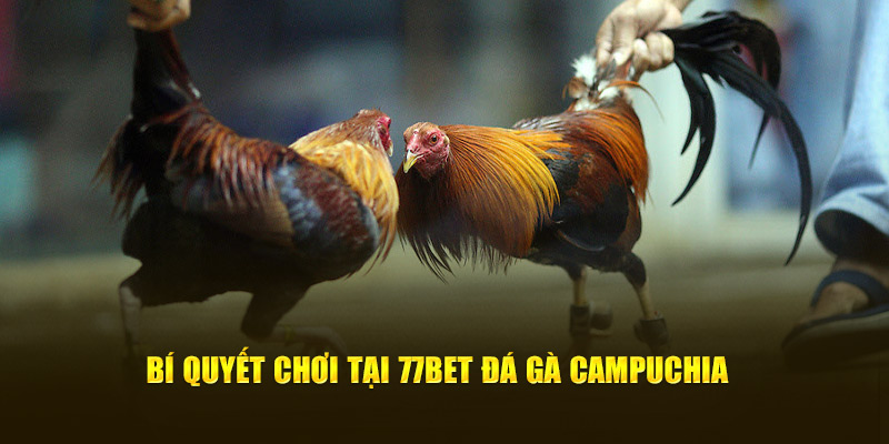 Bí quyết chơi tại 77bet đá gà Campuchia