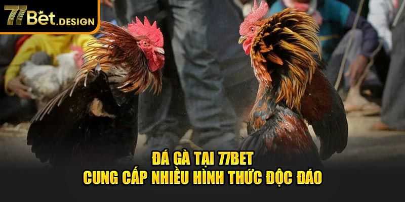 Đá gà tại 77Bet cung cấp nhiều hình thức độc đáo