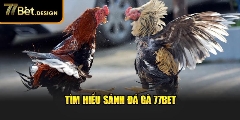 Tìm hiểu sảnh đá gà 77Bet