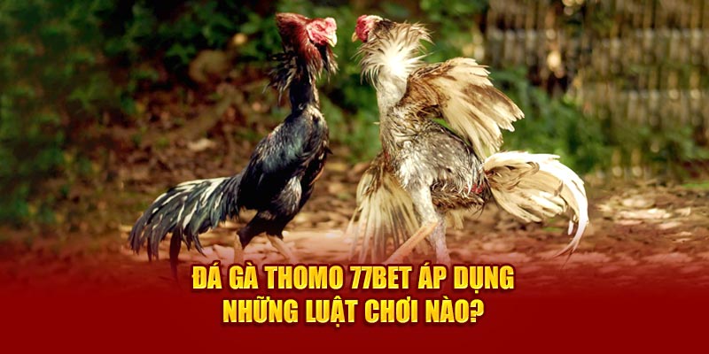 Đá gà thomo 77Bet áp dụng những luật chơi nào? 