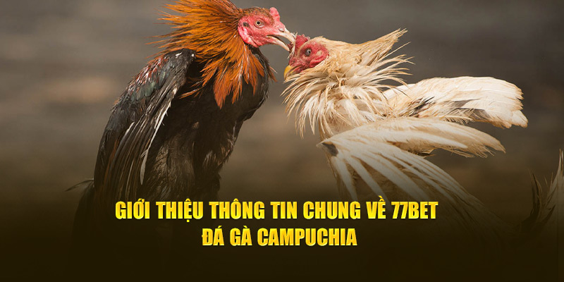 Giới thiệu thông tin chung về 77bet đá gà Campuchia