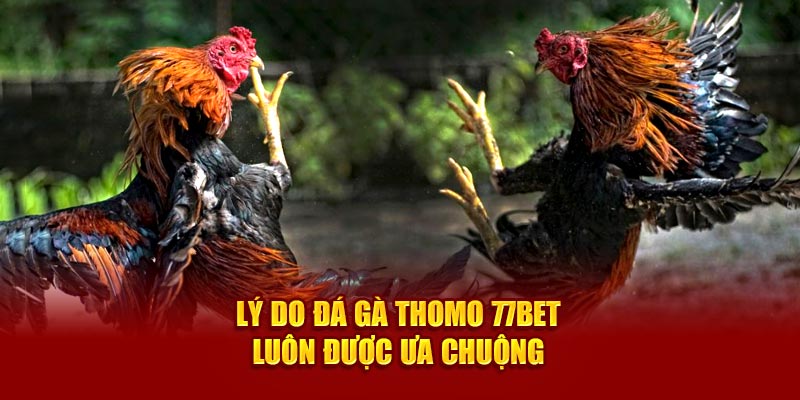 Lý do đá gà thomo 77Bet luôn được ưa chuộng