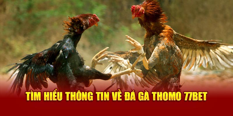 Tìm hiểu thông tin về đá gà thomo 77Bet 